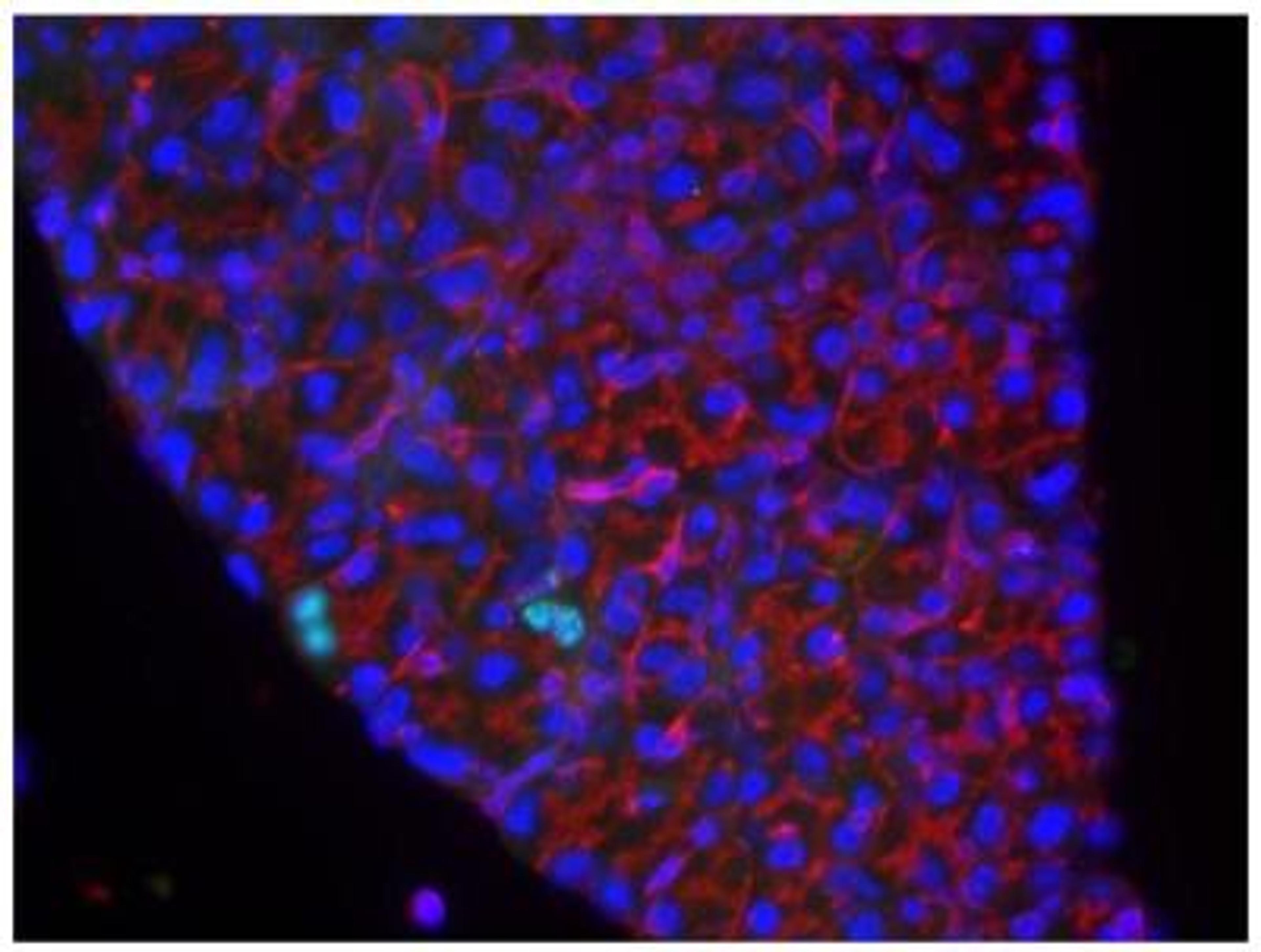 Immunocytochemistry/Immunofluorescence: Bromodeoxyuridine/BrdU Antibody [NB500-235] - IF analysis of BrdU in Proteinase K pretreated mouse lacrimal gland. Image courtesy of anonymous customer review.