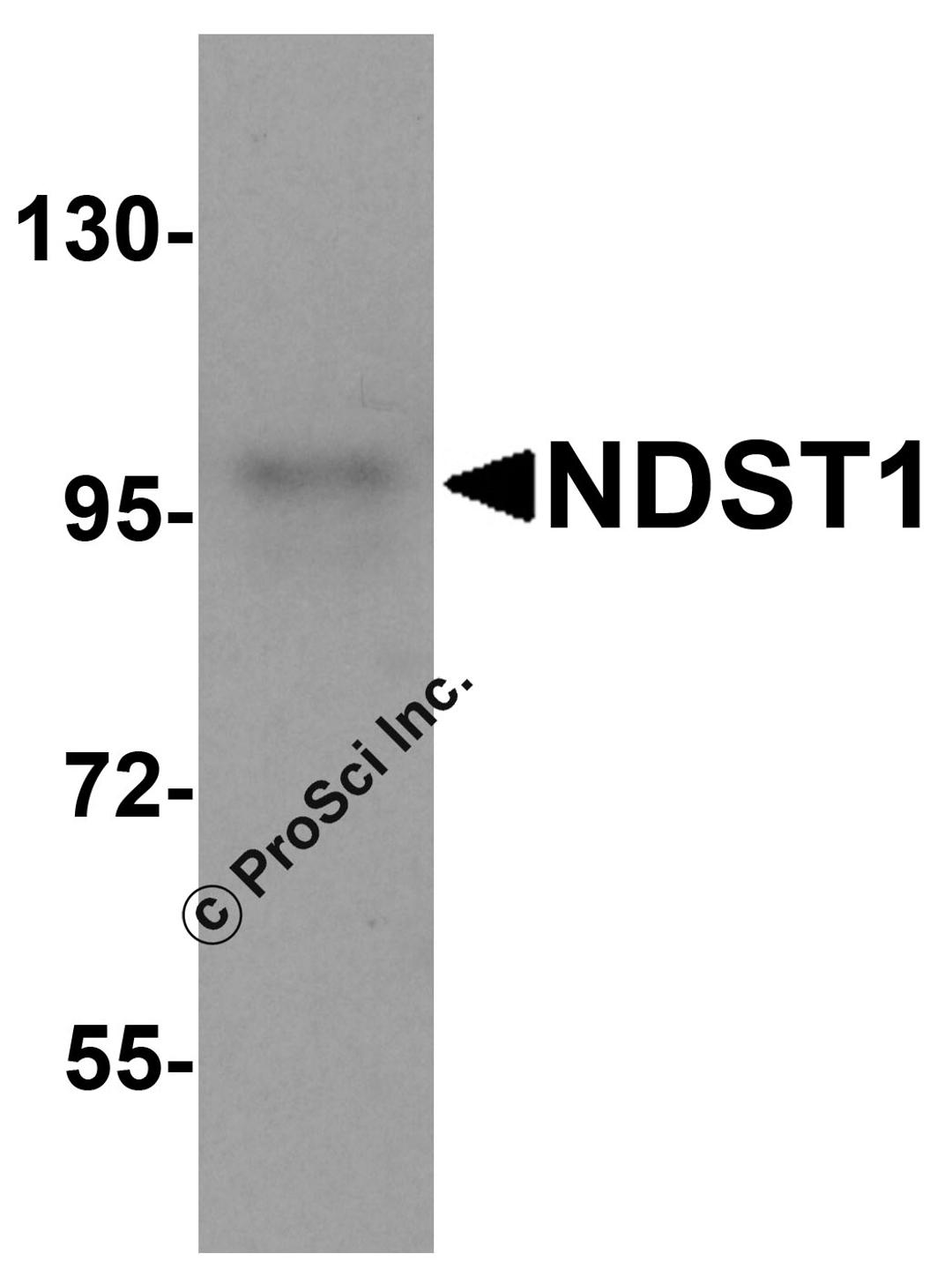 Western blot analysis of NDST1 in U937 cell lysate with NDST1 antibody at 1 μg/mL.