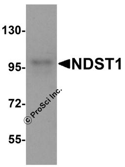Western blot analysis of NDST1 in U937 cell lysate with NDST1 antibody at 1 μg/mL.