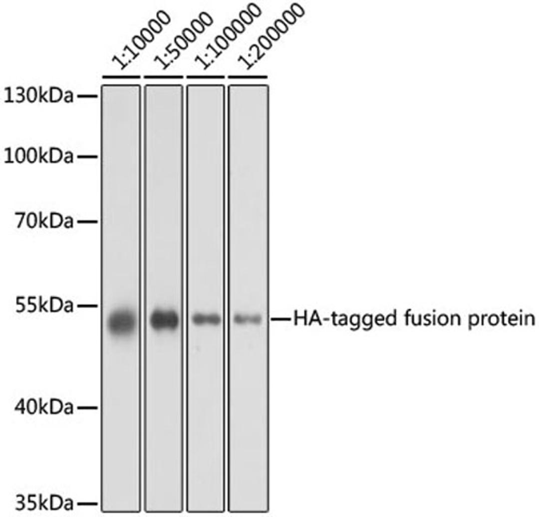 Western blot - HA-tag antibody (AE008)