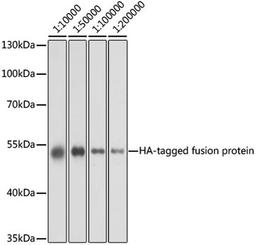 Western blot - HA-tag antibody (AE008)