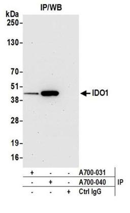 Detection of human IDO1 by western blot of immunoprecipitates.