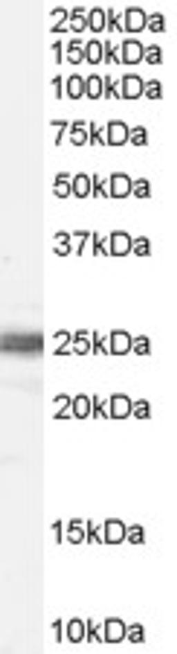 46-295 (0.1ug/ml) staining of Human Testis lysate (35ug protein in RIPA buffer). Primary incubation was 1 hour. Detected by chemiluminescence.