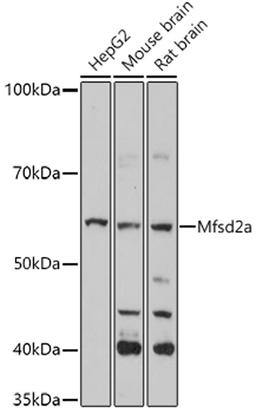 Western blot - Mfsd2a antibody (A18288)