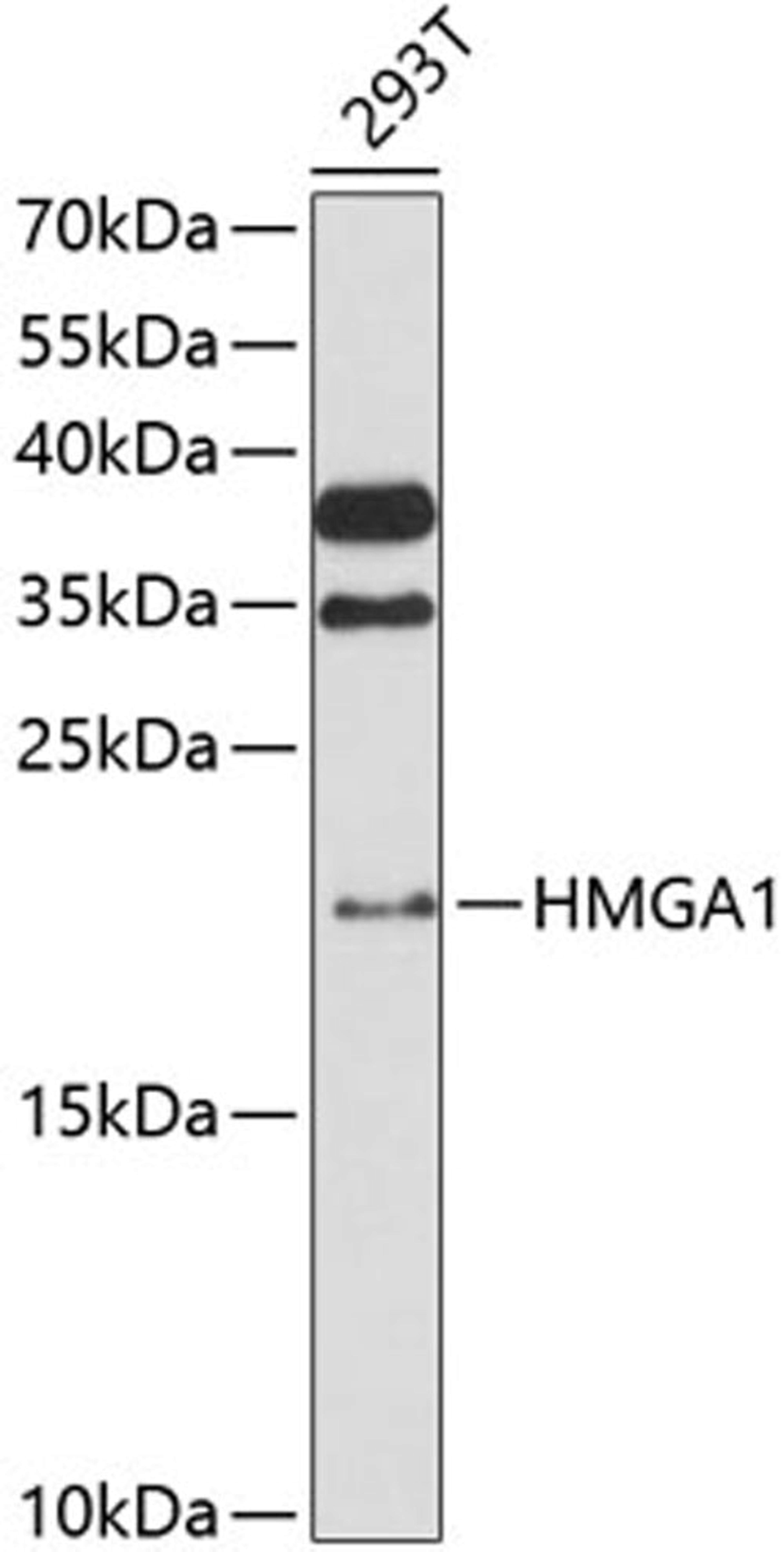 Western blot - HMGA1 antibody (A1635)