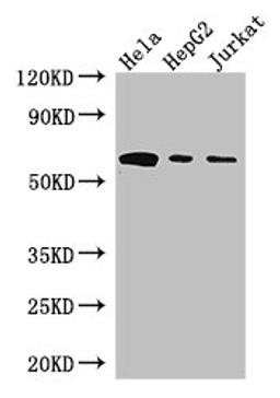 Western Blot. Positive WB detected in: Hela whole cell lysate, HepG2 whole cell lysate, Jurkat whole cell lysate. All lanes: HPSE antibody at 3ug/ml. Secondary. Goat polyclonal to rabbit IgG at 1/50000 dilution. Predicted band size: 62, 55, 54, 43 kDa. Observed band size: 62 kDa.