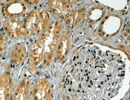 46-526 (4ug/ml) staining of paraffin embedded Human Kidney. Steamed antigen retrieval with citrate buffer pH 6, HRP-staining.