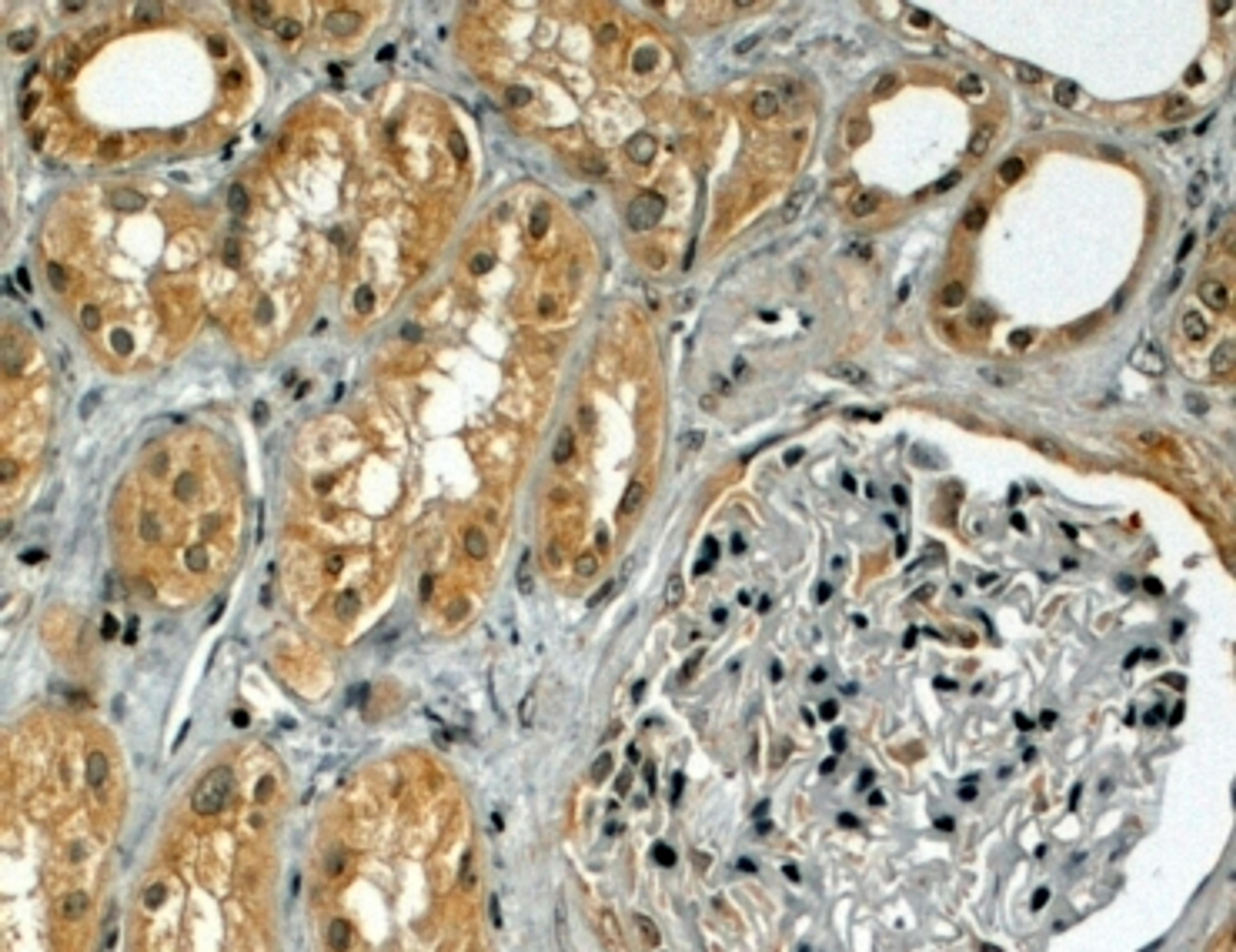 46-526 (4ug/ml) staining of paraffin embedded Human Kidney. Steamed antigen retrieval with citrate buffer pH 6, HRP-staining.