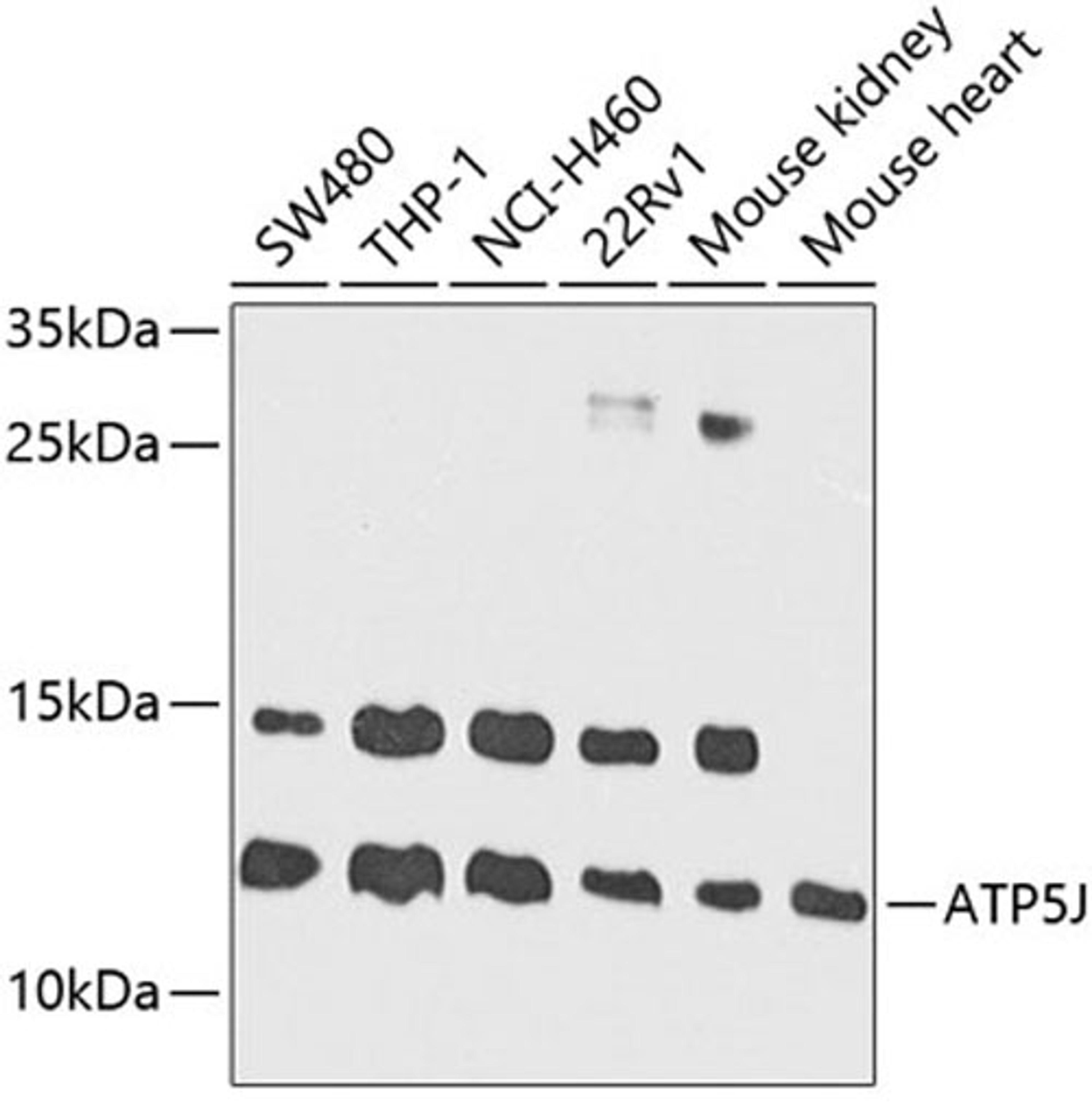 Western blot - ATP5J antibody (A3751)
