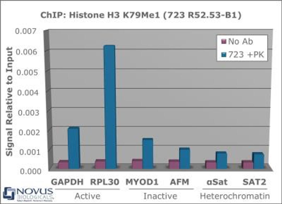 Chromatin Immunoprecipitation: Histone H3 [Monomethyl Lys79] Antibody [NB21-1381] - Chromatin from one million formaldehyde cross-linked Hela cells was used with 2ug of NB21-1381 and 20ul of magnetic IgG beads per immunoprecipitation. A no antibody (No Ab) control was also used. Immunoprecipitated DNA was quantified using quantitative real-time PCR and SYBR green dye, then normalized to the non-precipitated input chromatin, which is equal to one.