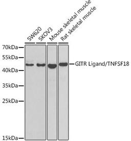 Western blot - GITR Ligand/TNFSF18 antibody (A7028)