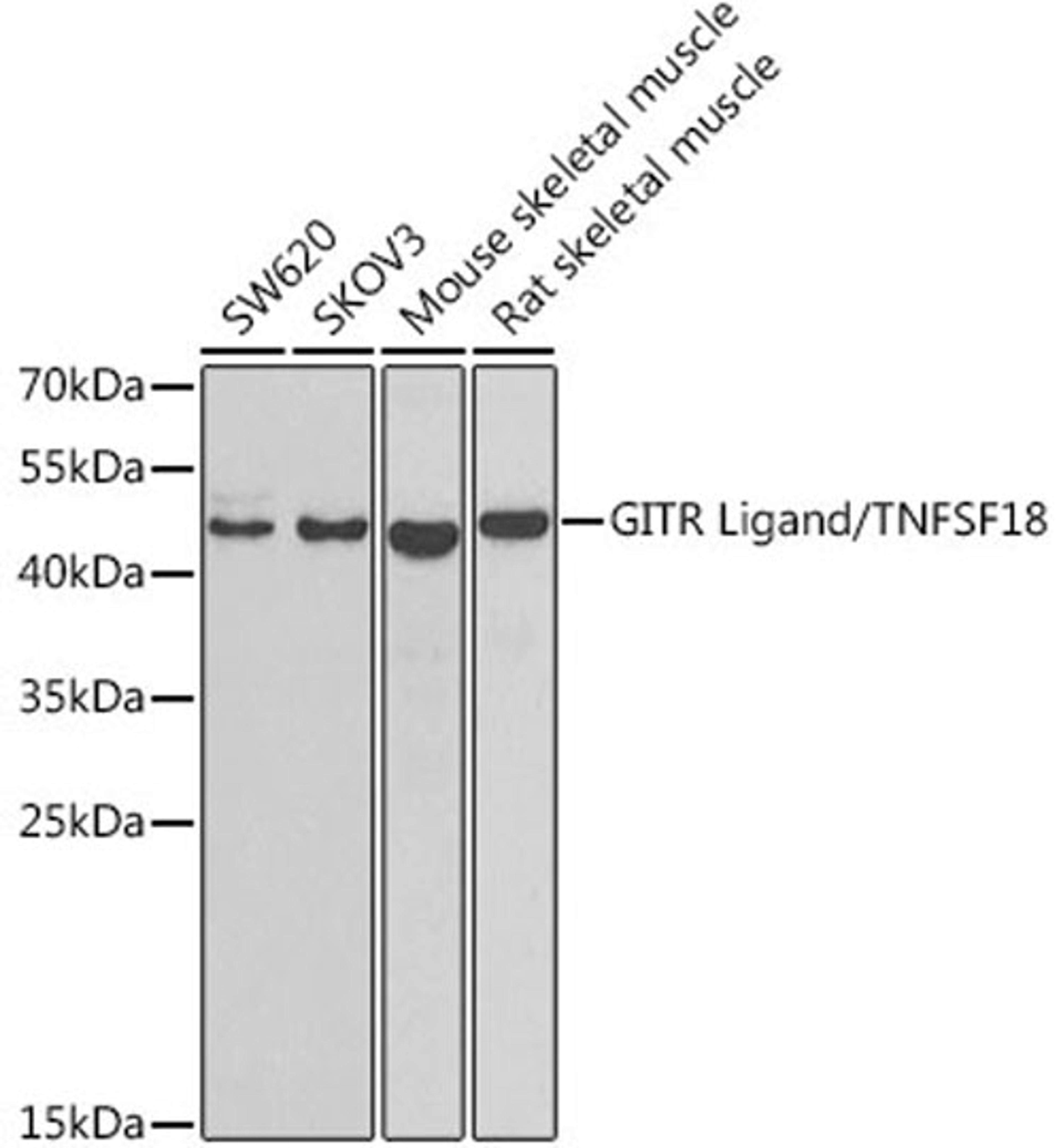 Western blot - GITR Ligand/TNFSF18 antibody (A7028)