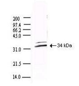 Western blot analysis of detection of a 34-kDa band corresponding to the protein using SARS 3Cl Protease antibody