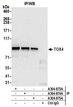 Detection of human TOX4 by western blot of immunoprecipitates.