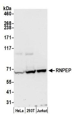 Detection of human RNPEP by WB.