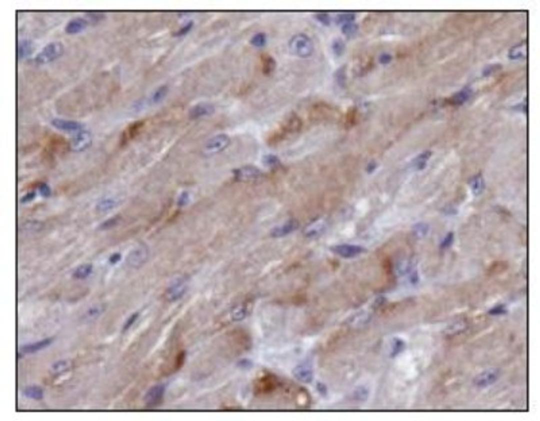 Immunohistochemistry: TIGAR Antibody [NBP1-49534] - Analysis of TIGAR in mouse muscle