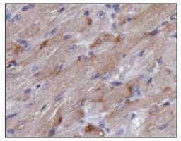 Immunohistochemistry: TIGAR Antibody [NBP1-49534] - Analysis of TIGAR in mouse muscle