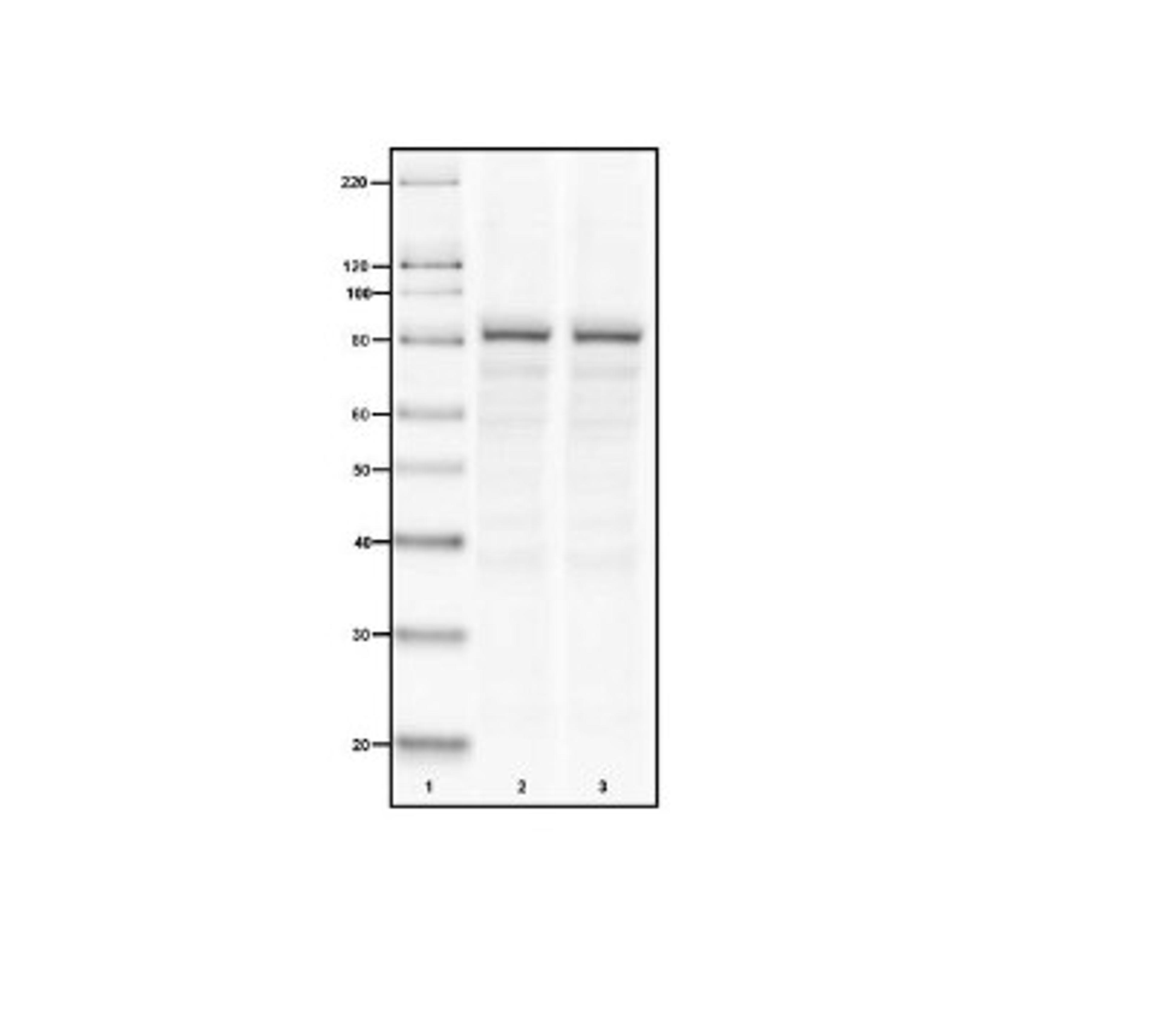 Western Blot: Calpain 1 Antibody (9A4H8D3) [NB120-3589] - Analysis of 15ug of HeLa cell lysate (lane 2), 15ug of A431 cell lysate (lane 3) and 7ul of MagicMark™ XP Western Protein Standard (lane 1, Product # LC5602).