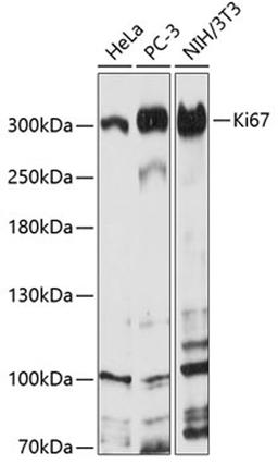 Western blot - Ki67 antibody (A2094)