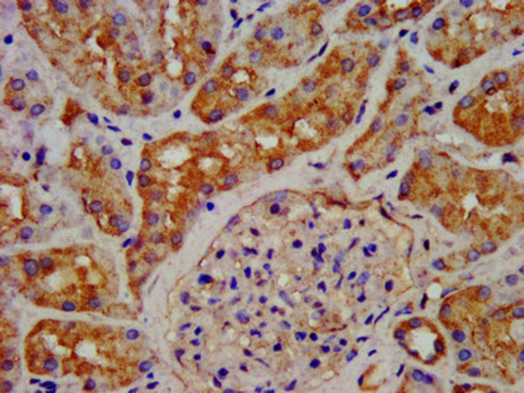 IHC image of CSB-PA009413LA01HU diluted at 1:200 and staining in paraffin-embedded human kidney tissue performed on a Leica BondTM system. After dewaxing and hydration, antigen retrieval was mediated by high pressure in a citrate buffer (pH 6.0). Section was blocked with 10% normal goat serum 30min at RT. Then primary antibody (1% BSA) was incubated at 4&deg;C overnight. The primary is detected by a biotinylated secondary antibody and visualized using an HRP conjugated SP system.