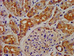 IHC image of CSB-PA009413LA01HU diluted at 1:200 and staining in paraffin-embedded human kidney tissue performed on a Leica BondTM system. After dewaxing and hydration, antigen retrieval was mediated by high pressure in a citrate buffer (pH 6.0). Section was blocked with 10% normal goat serum 30min at RT. Then primary antibody (1% BSA) was incubated at 4&deg;C overnight. The primary is detected by a biotinylated secondary antibody and visualized using an HRP conjugated SP system.