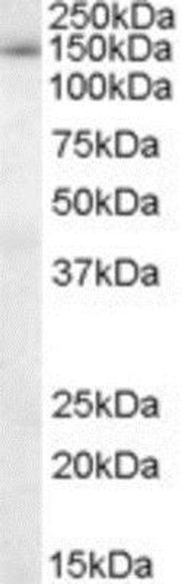 Western Blot: SAP130 Antibody [NB100-1077] - Staining (0.1ug/ml) of nuclear lysate from HeLa cells (RIPA buffer, 30ug total protein per lane). Primary incubated for 1 hour. Detected by western blot using chemiluminescence