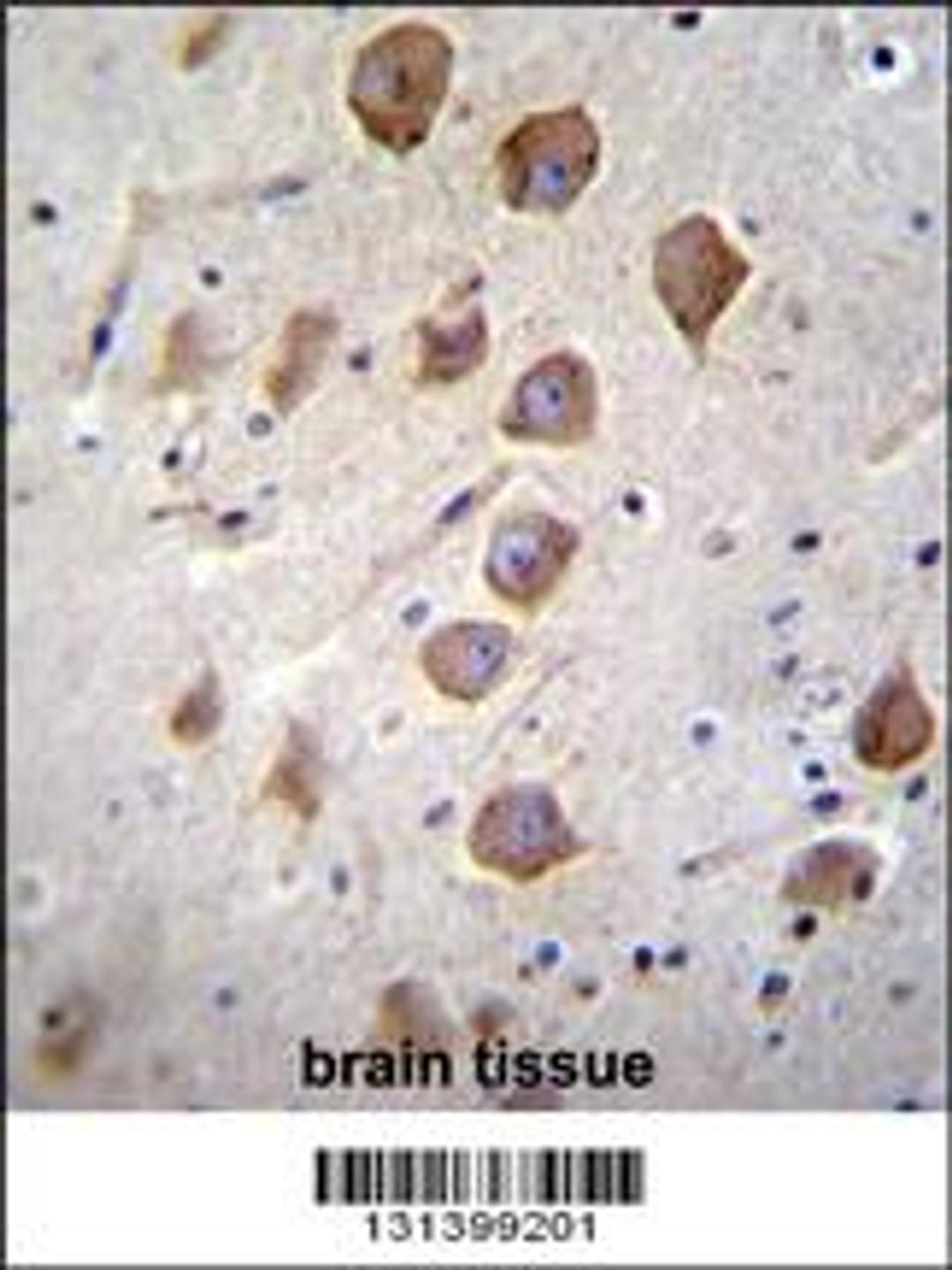 KCNRG Antibody immunohistochemistry analysis in formalin fixed and paraffin embedded human brain tissue followed by peroxidase conjugation of the secondary antibody and DAB staining.