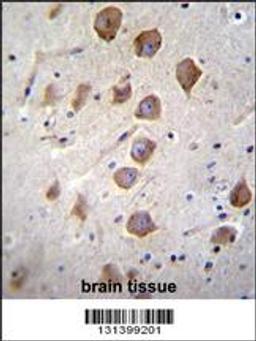 KCNRG Antibody immunohistochemistry analysis in formalin fixed and paraffin embedded human brain tissue followed by peroxidase conjugation of the secondary antibody and DAB staining.