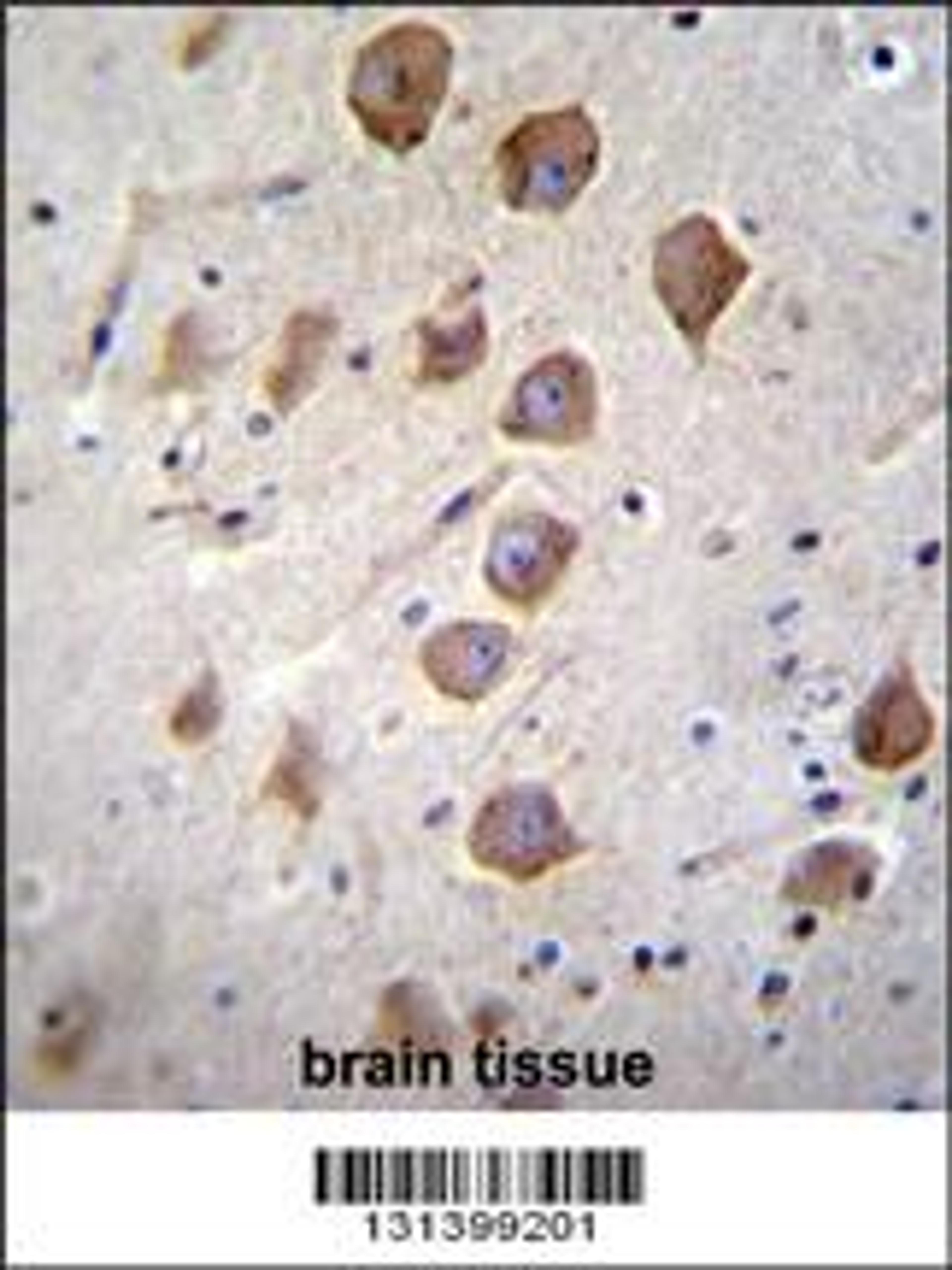 KCNRG Antibody immunohistochemistry analysis in formalin fixed and paraffin embedded human brain tissue followed by peroxidase conjugation of the secondary antibody and DAB staining.