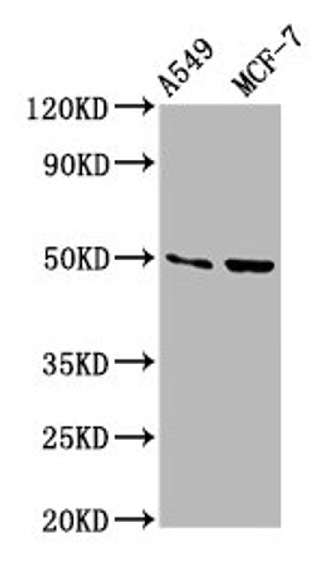 Western Blot. Positive WB detected in: A549 whole cell lysate, MCF-7 whole cell lysate. All lanes: OMD antibody at 3.5µg/ml. Secondary. Goat polyclonal to rabbit IgG at 1/50000 dilution. Predicted band size: 50 kDa. Observed band size: 50 kDa