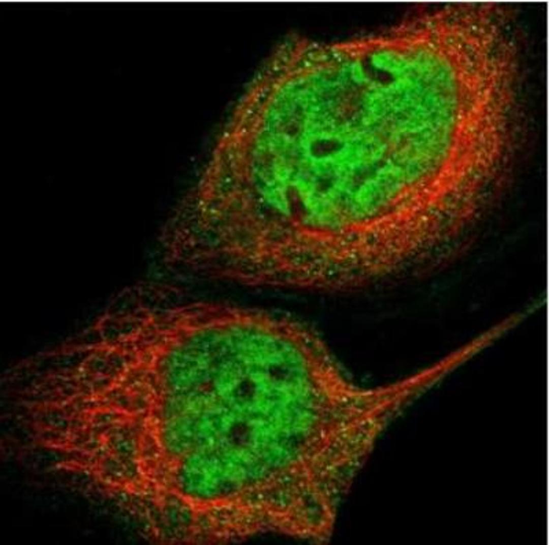 Immunocytochemistry/Immunofluorescence: GCR2 Antibody [NBP2-33278] - Immunofluorescent staining of human cell line A-431 shows positivity in nucleus but not nucleoli & cytoplasm. Antibody staining is shown in green.