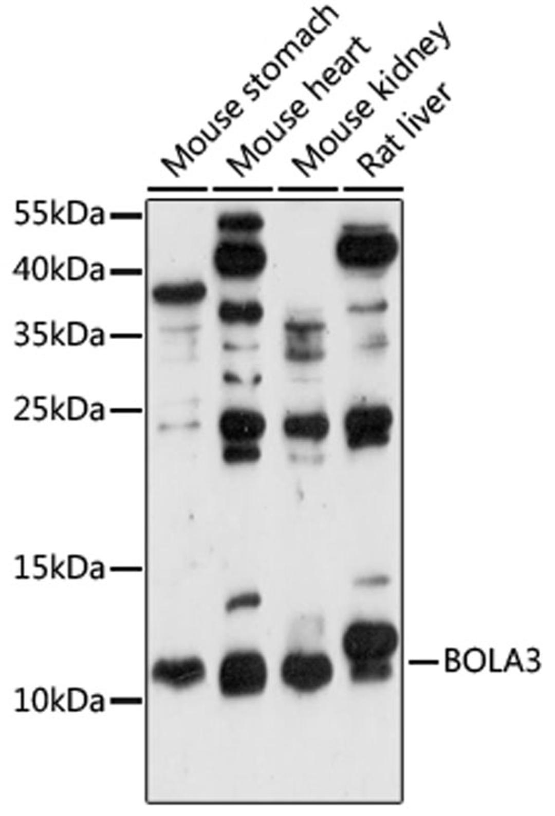 Western blot - BOLA3 antibody (A15985)