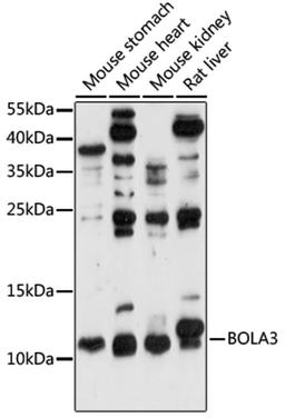 Western blot - BOLA3 antibody (A15985)