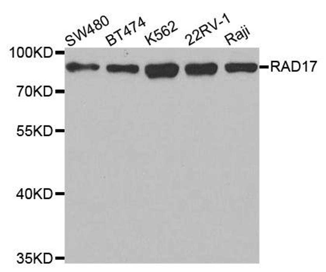 Western blot analysis of extracts of various cell lines using RAD17 antibody