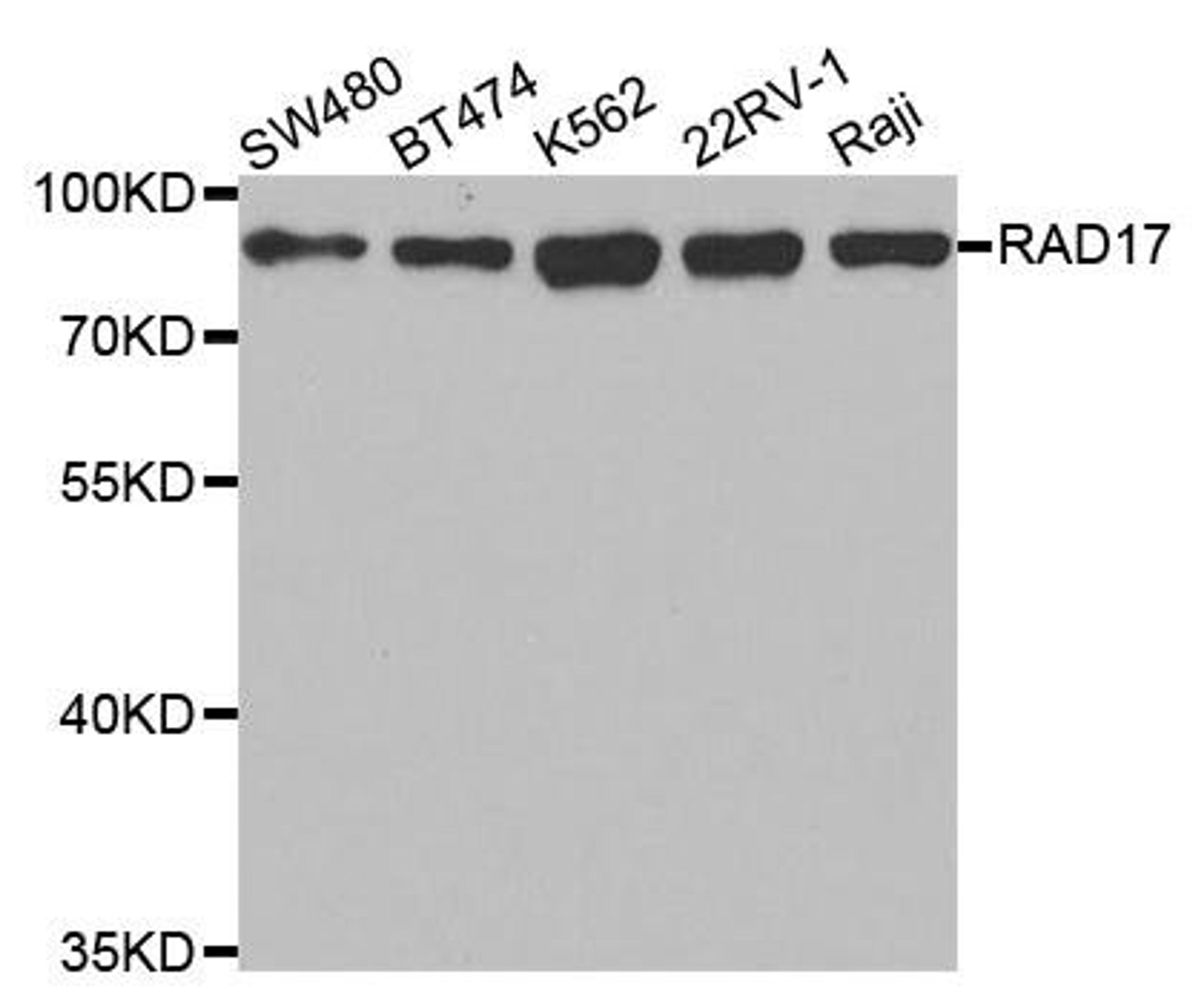 Western blot analysis of extracts of various cell lines using RAD17 antibody