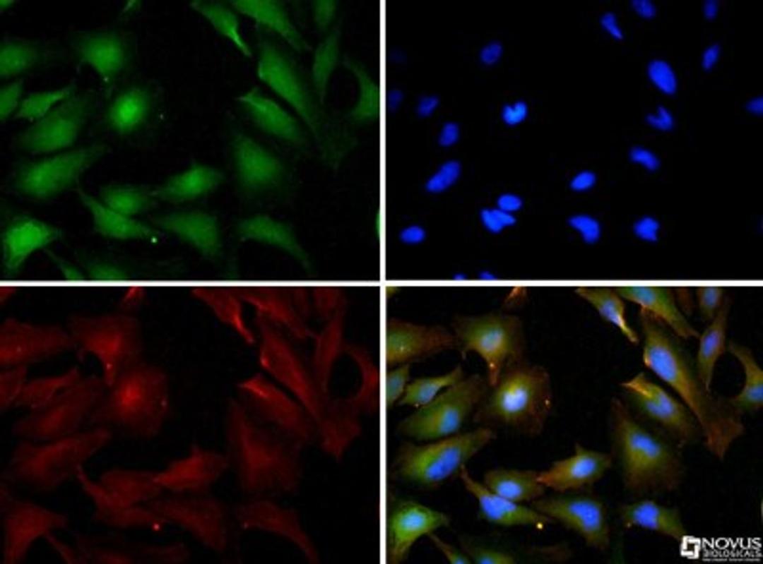 Immunocytochemistry/Immunofluorescence: HIF-3 alpha Antibody [NB100-2529] - HIF3 alpha antibody was tested in HeLa cells with Dylight 488 (green). Nuclei and alpha-tubulin were counterstained with DAPI (blue) and Dylight 549 (red).