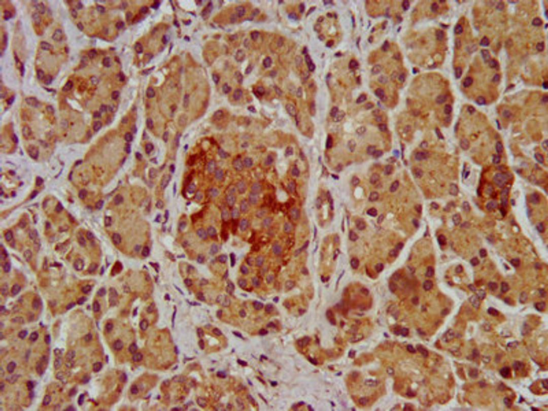 IHC image of CSB-PA622684LA01HU diluted at 1:200 and staining in paraffin-embedded human pancreatic tissue performed on a Leica BondTM system. After dewaxing and hydration, antigen retrieval was mediated by high pressure in a citrate buffer (pH 6.0). Section was blocked with 10% normal goat serum 30min at RT. Then primary antibody (1% BSA) was incubated at 4&deg;C overnight. The primary is detected by a biotinylated secondary antibody and visualized using an HRP conjugated SP system.
