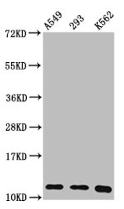 Western Blot. Positive WB detected in: A549 whole cell lysate, 293 whole cell lysate, K562 whole cell lysate. All lanes: HIST1H4A antibody at 0.36µg/ml. Secondary. Goat polyclonal to rabbit IgG at 1/50000 dilution. Predicted band size: 12 kDa. Observed band size: 12 kDa