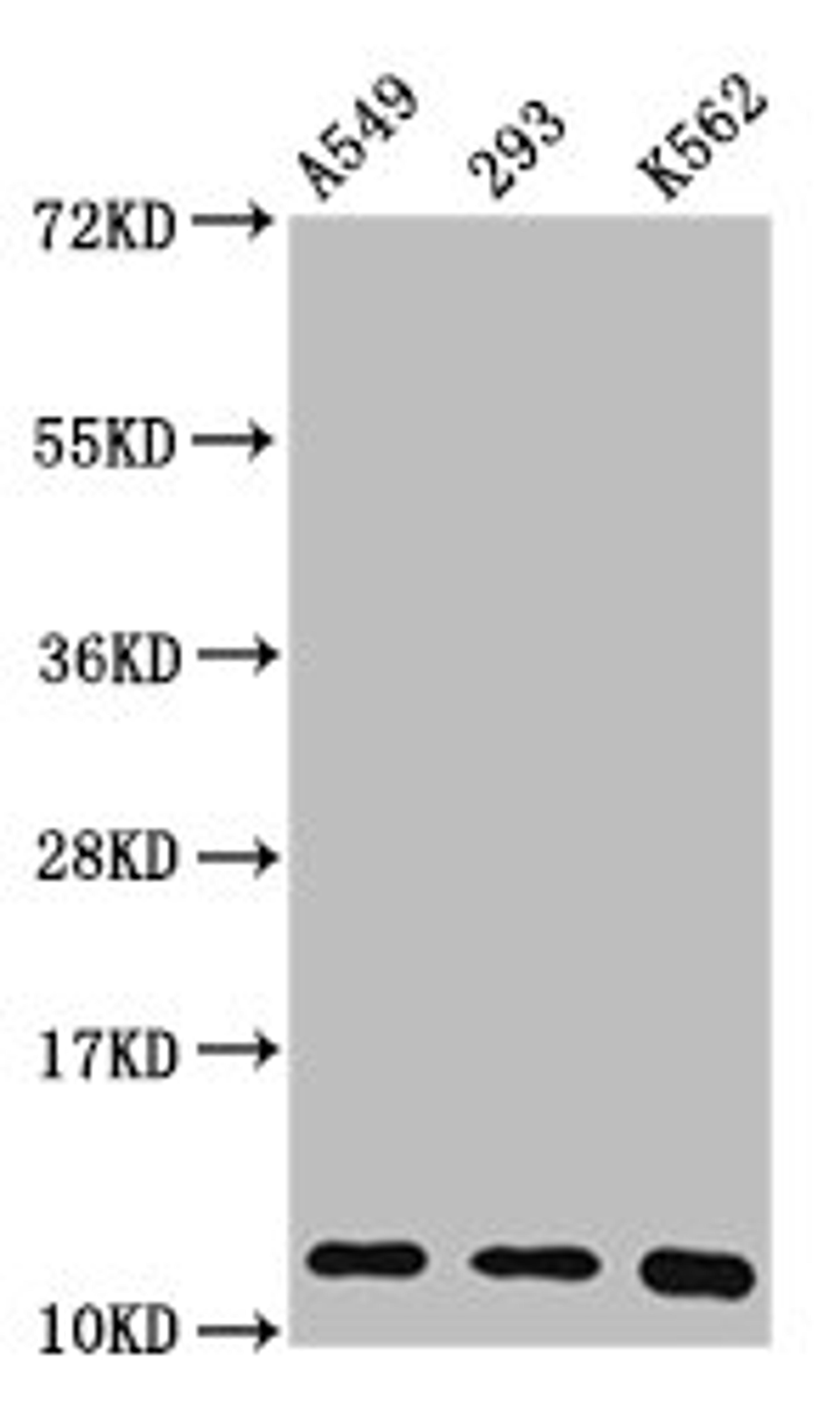Western Blot. Positive WB detected in: A549 whole cell lysate, 293 whole cell lysate, K562 whole cell lysate. All lanes: HIST1H4A antibody at 0.36µg/ml. Secondary. Goat polyclonal to rabbit IgG at 1/50000 dilution. Predicted band size: 12 kDa. Observed band size: 12 kDa