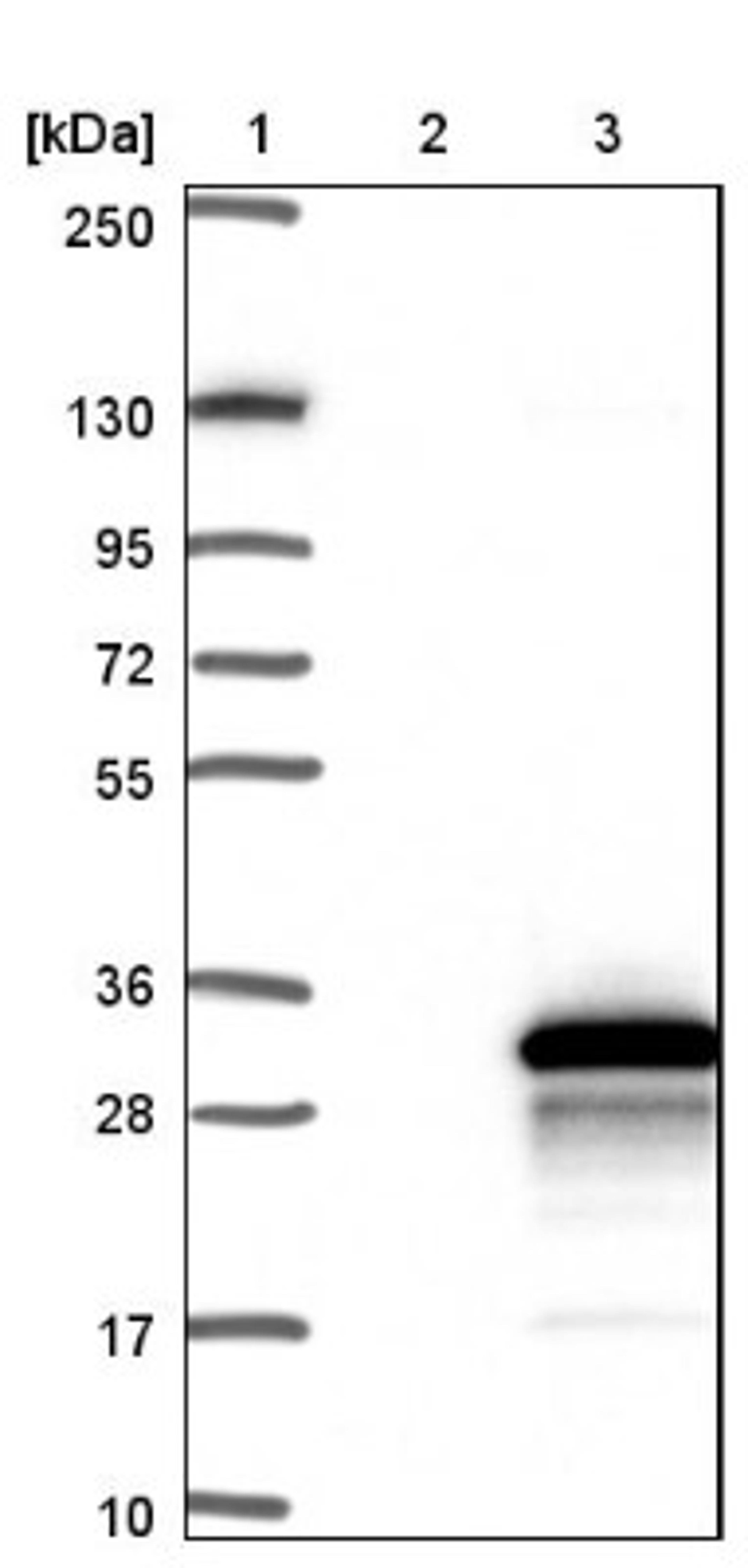 Western Blot: TSC21 Antibody [NBP1-91727] - Lane 1: Marker [kDa] 250, 130, 95, 72, 55, 36, 28, 17, 10<br/>Lane 2: Negative control (vector only transfected HEK293T lysate)<br/>Lane 3: Over-expression lysate (Co-expressed with a C-terminal myc-DDK tag (~3.1 kDa) in mammalian HEK293T cells, LY407389)