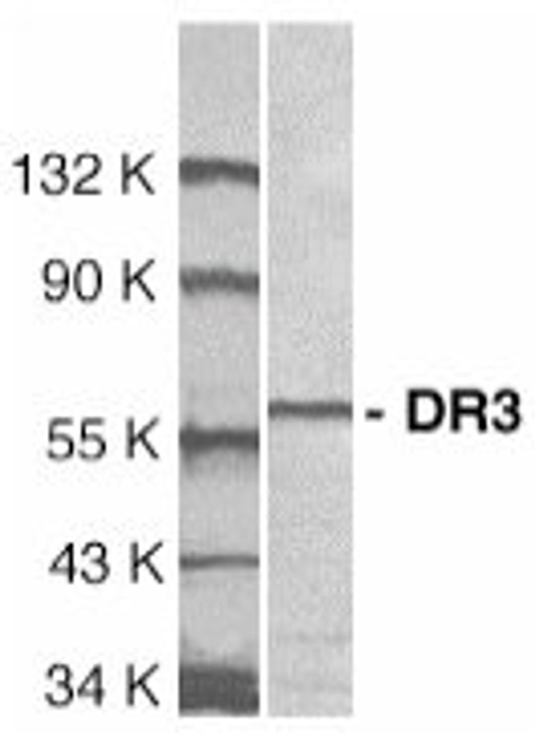 Western blot analysis of Jurkat whole cell lysate probed with Rabbit anti Human DR3 (AHP437)