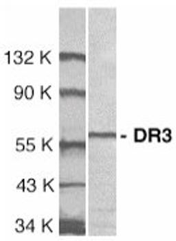 Western blot analysis of Jurkat whole cell lysate probed with Rabbit anti Human DR3 (AHP437)