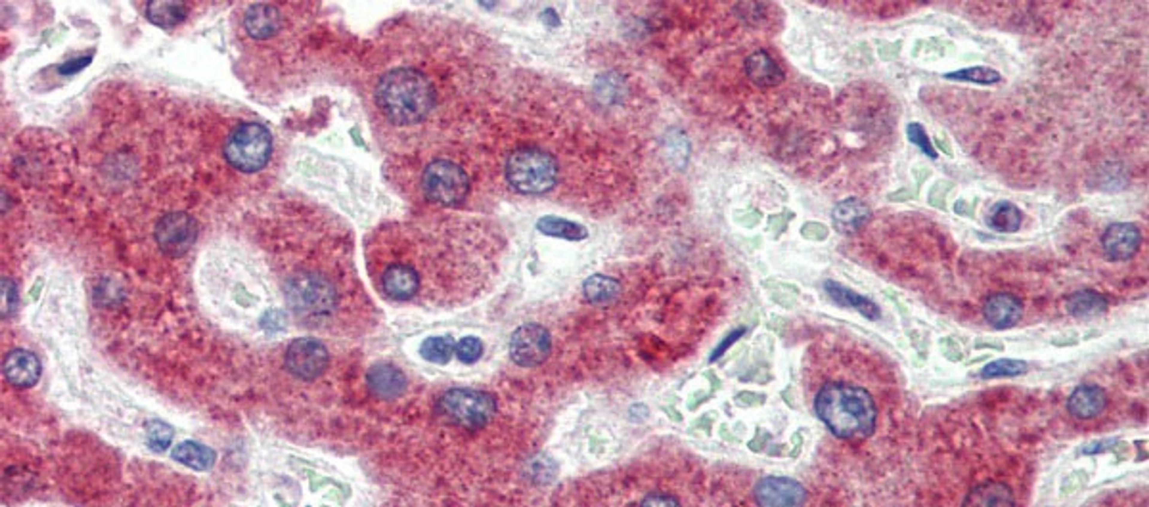 Antibody used in IHC on Human Liver at 5.0 ug/ml.