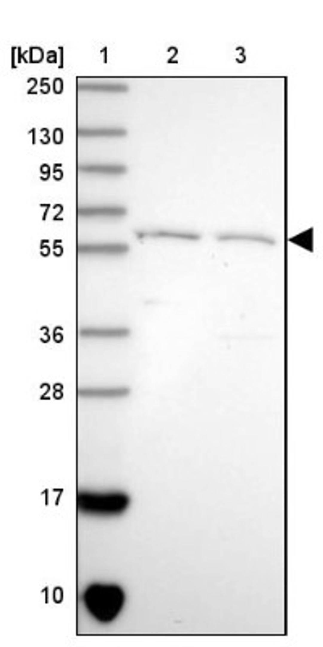 Western Blot: ESRP2 Antibody [NBP2-13972] - Lane 1: Marker [kDa] 250, 130, 95, 72, 55, 36, 28, 17, 10<br/>Lane 2: Human cell line RT-4<br/>Lane 3: Human cell line U-251MG sp