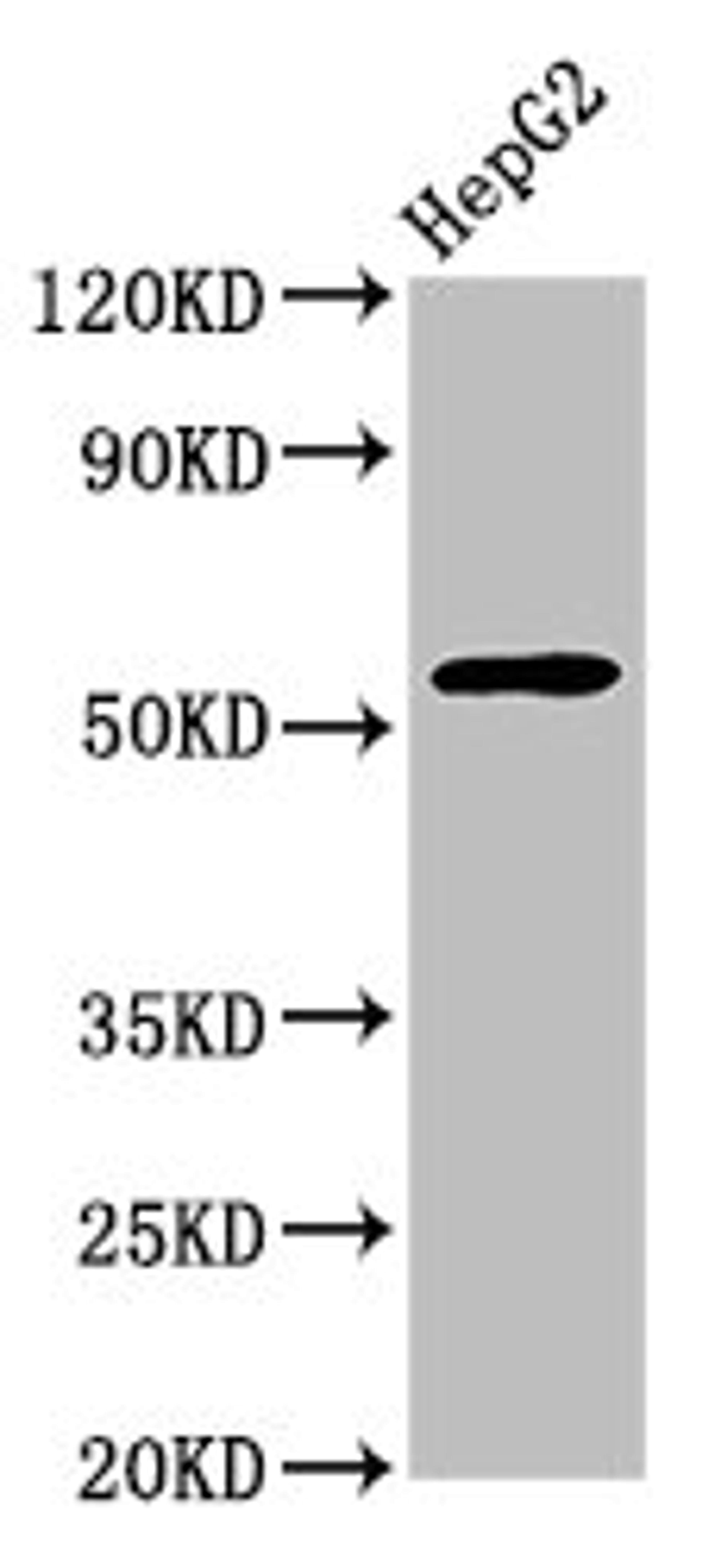 Western Blot. Positive WB detected in: HepG2 whole cell lysate. All lanes: Wdr37 antibody at 3.34ug/ml. Secondary. Goat polyclonal to rabbit IgG at 1/50000 dilution. Predicted band size: 56 kDa. Observed band size: 56 kDa. 