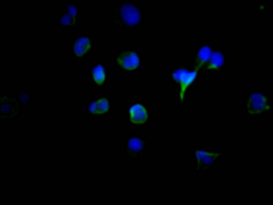 Immunofluorescence staining of MCF7 Cells with CSB-RA567167A0HU at 1:50, counter-stained with DAPI. The cells were fixed in 4% formaldehyde, permeated by 0.2% TritonX-100, and blocked in 10% normal Goat Serum. The cells were then incubated with the antibody overnight at 4℃. Nuclear DNA was labeled in blue with DAPI. The secondary antibody was FITC-conjugated AffiniPure Goat Anti-Rabbit IgG (H+L).