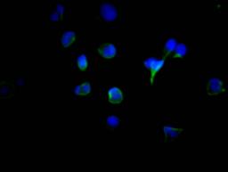Immunofluorescence staining of MCF7 Cells with CSB-RA567167A0HU at 1:50, counter-stained with DAPI. The cells were fixed in 4% formaldehyde, permeated by 0.2% TritonX-100, and blocked in 10% normal Goat Serum. The cells were then incubated with the antibody overnight at 4℃. Nuclear DNA was labeled in blue with DAPI. The secondary antibody was FITC-conjugated AffiniPure Goat Anti-Rabbit IgG (H+L).