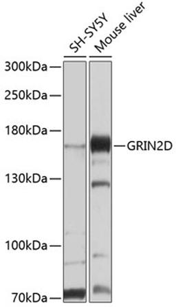 Western blot - GRIN2D antibody (A10080)