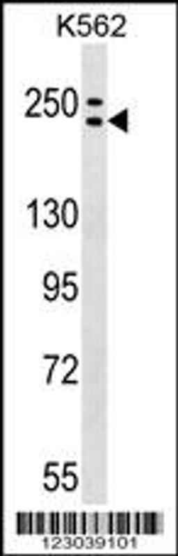 Western blot analysis in K562 cell line lysates (35ug/lane).