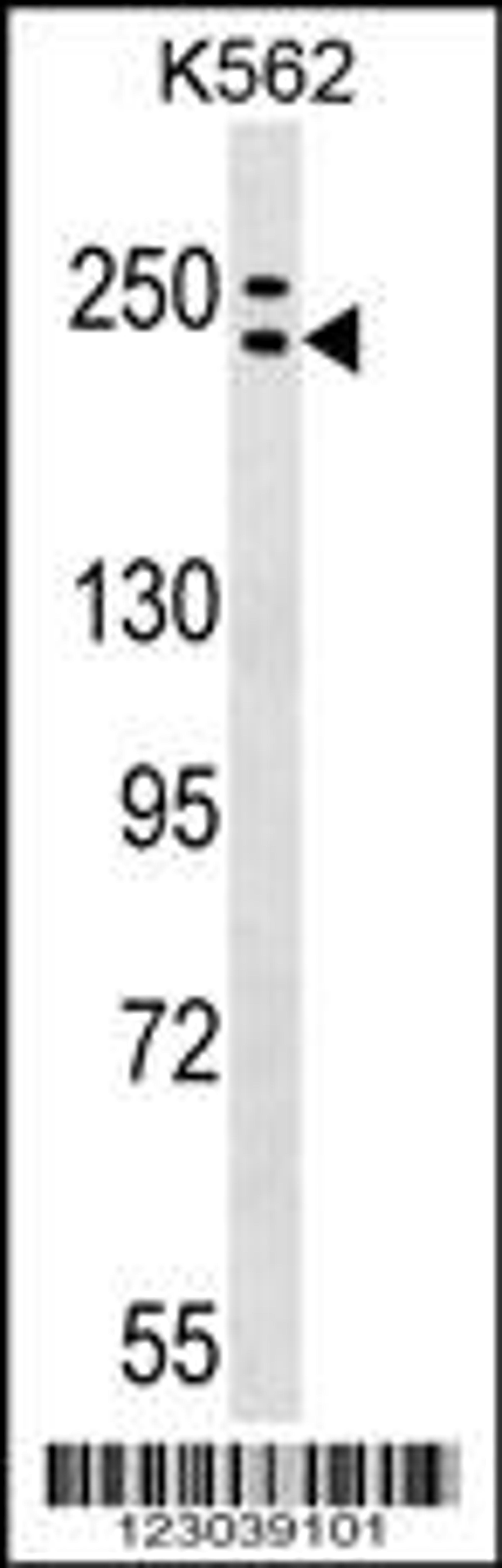 Western blot analysis in K562 cell line lysates (35ug/lane).